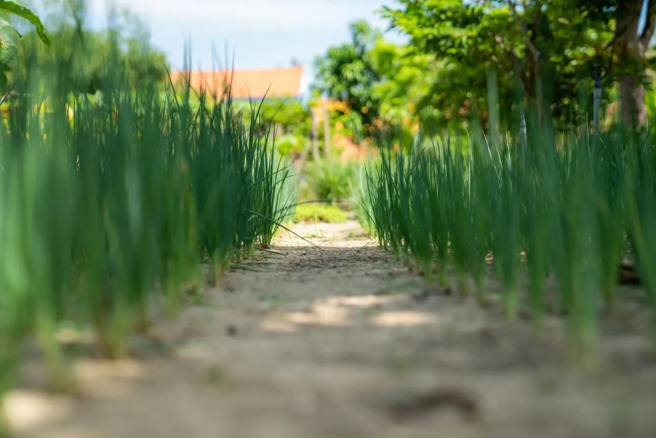 Tra Que Flowers Hoi An Homestay Vietnam